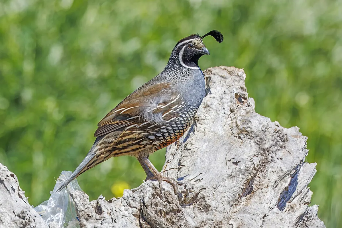 Male California quail, the state's native wild species, showing its distinctive forward-curling head plume