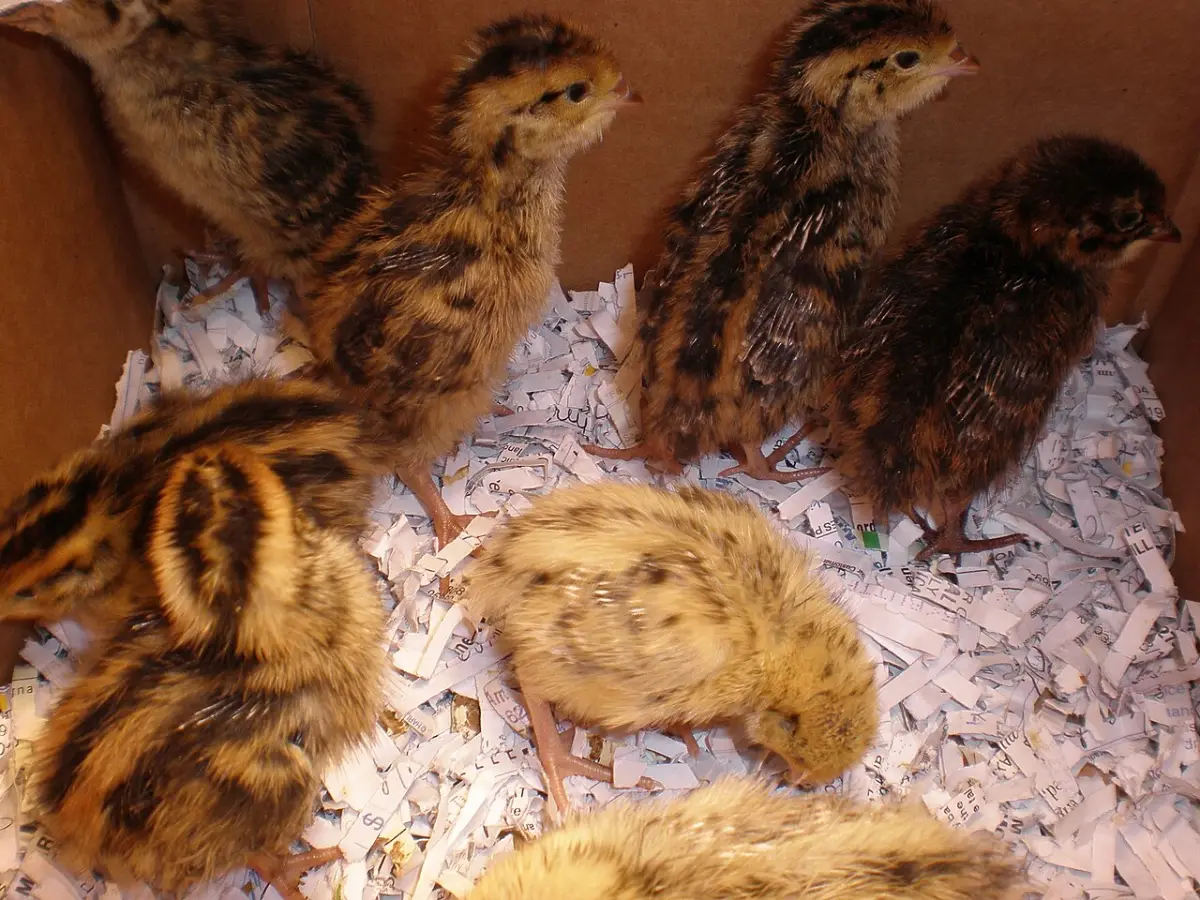 Week-old coturnix quail chicks huddled together in a brooder with paper bedding