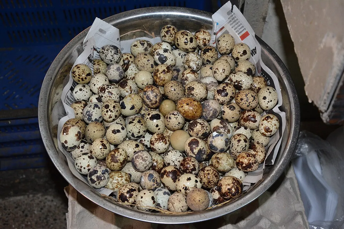 A close group of fresh Coturnix quail eggs, the kind sold by hatcheries and breeders as hatching eggs
