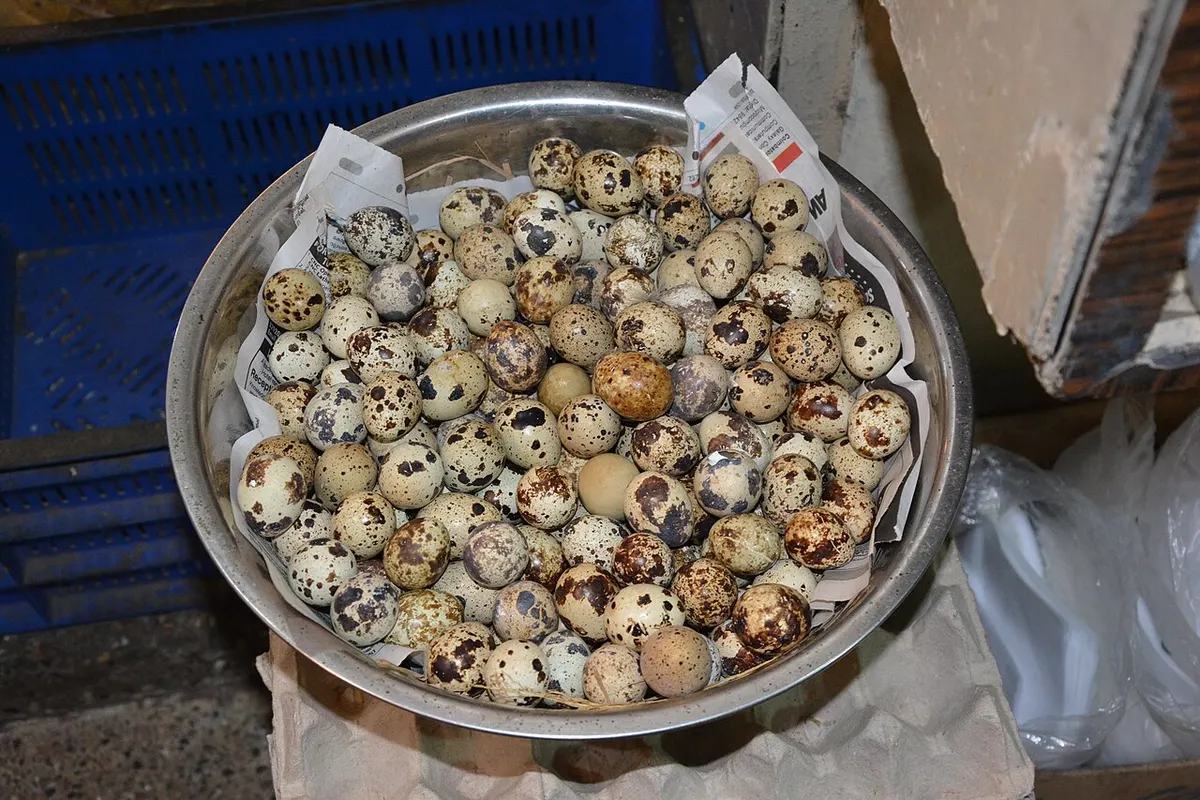 A pile of speckled coturnix quail eggs ready for the incubator