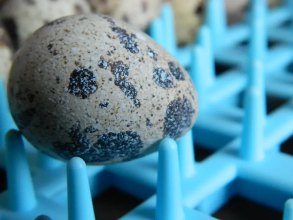 Speckled Coturnix quail egg, showing the dark mottled shell that makes candling harder than on chicken eggs