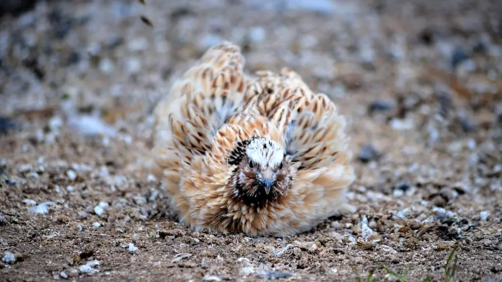 Coturnix quail cock dust bathing, working loose sand through his feathers