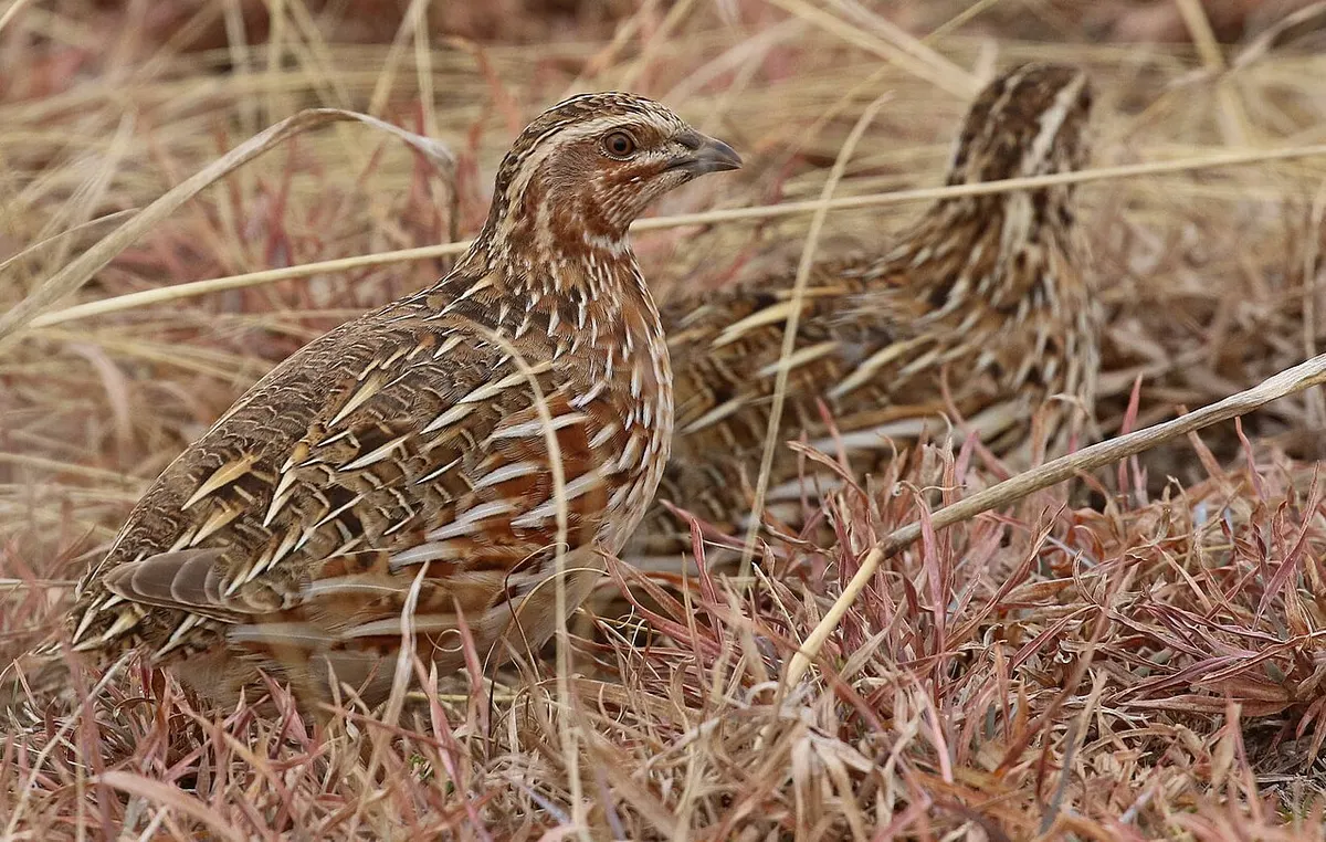 A pair of Coturnix quail near their water source in an outdoor pen
