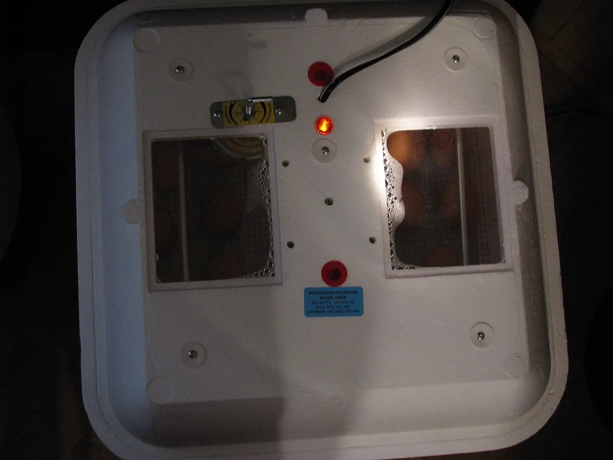 Overhead view of an egg incubator tray, the same style of setup that outgrows tabletop capacity before a cabinet incubator takes over