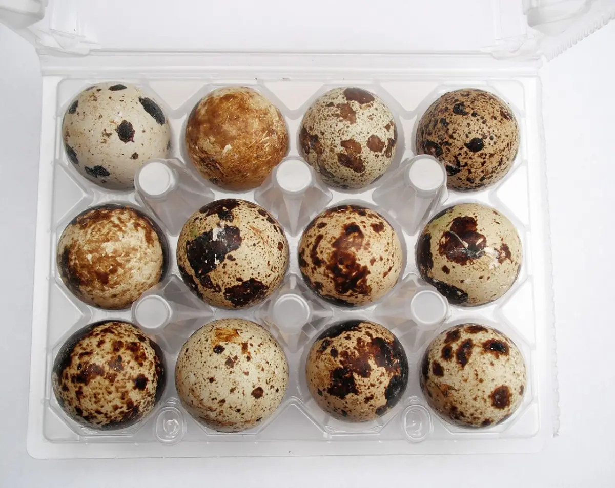 Open carton of speckled quail eggs