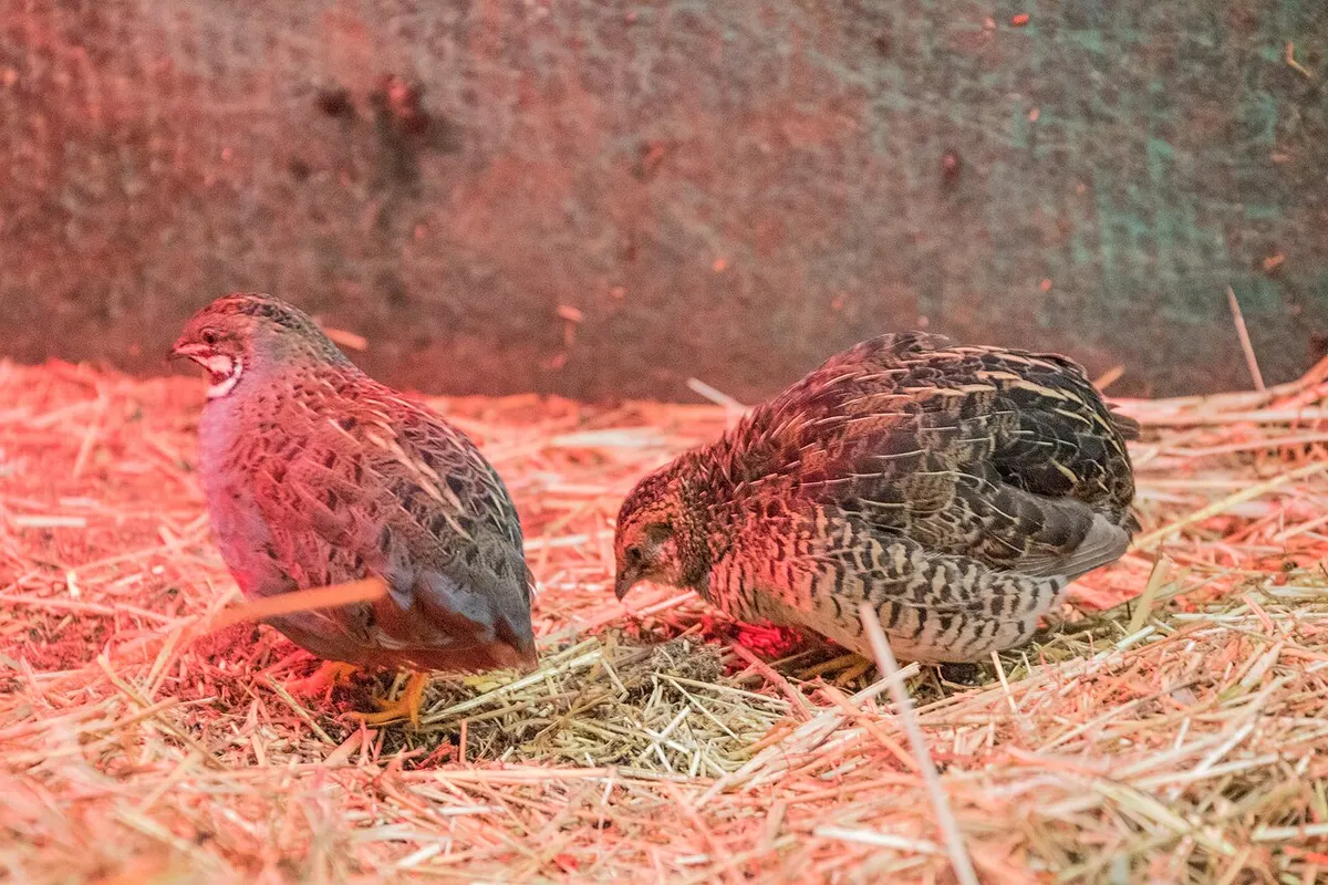 A button quail, also called a king quail, the smaller pet-type bird compared to Coturnix in this guide