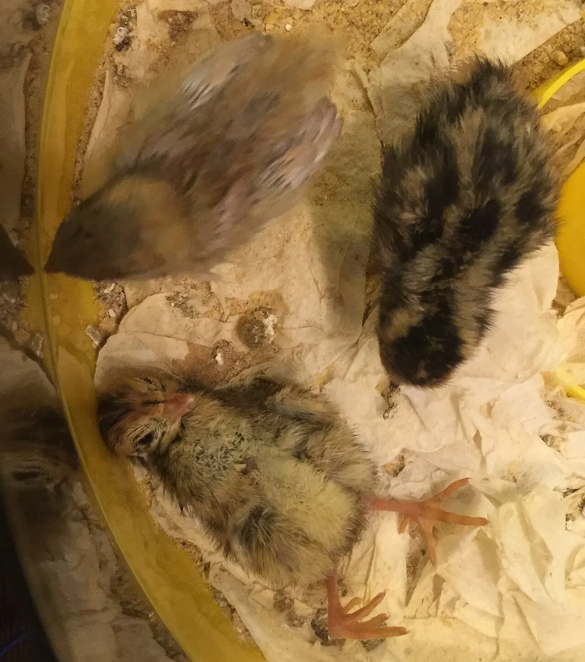 Close portrait of a Coturnix quail showing detailed feather pattern