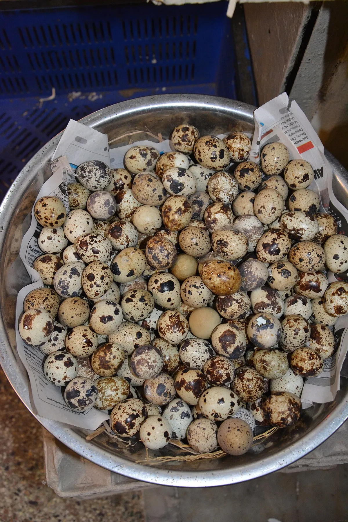 Bowl of speckled Japanese quail eggs collected for incubation