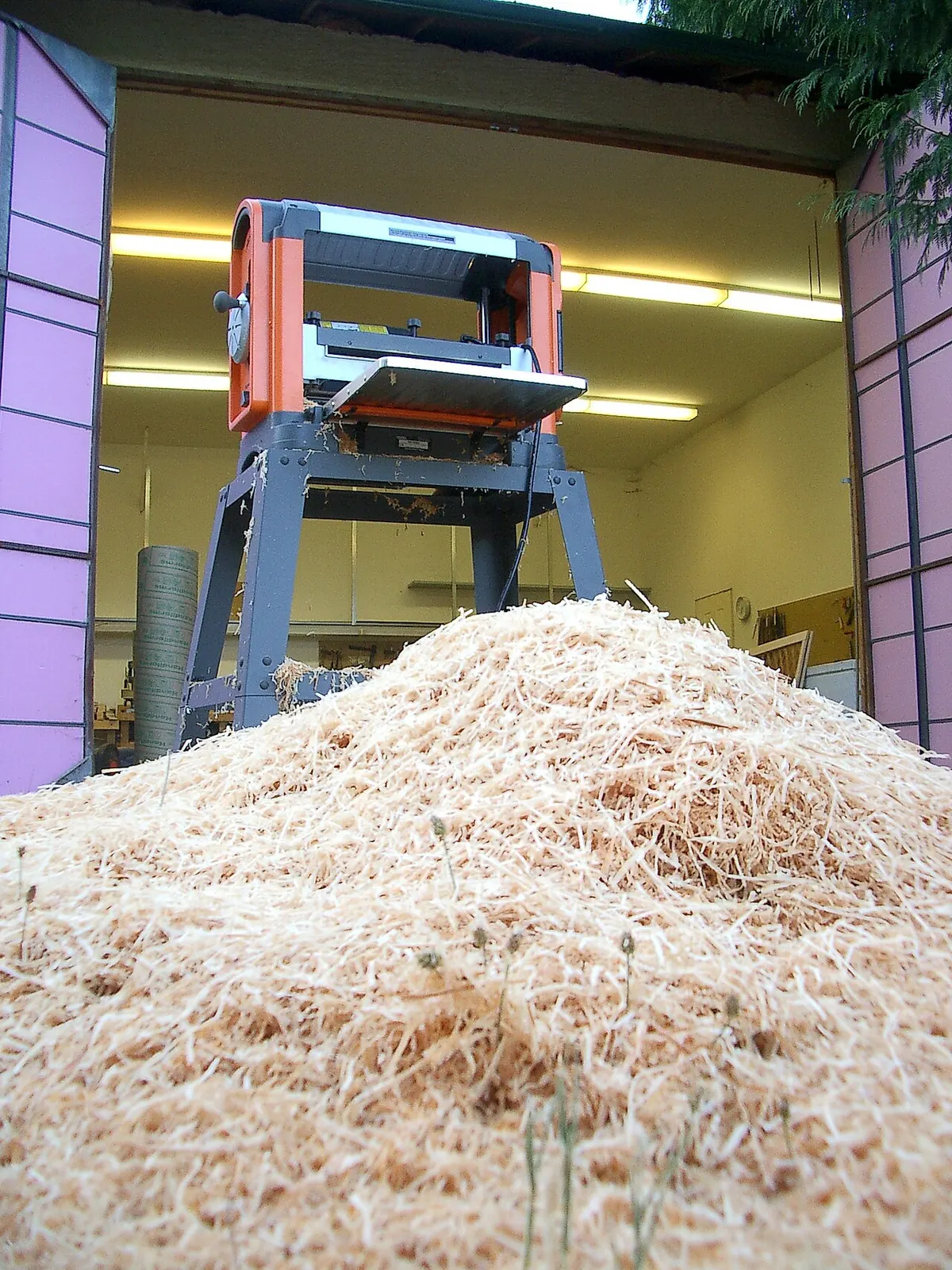 A large pile of fresh pine wood shavings, the same basic material used as poultry cage bedding