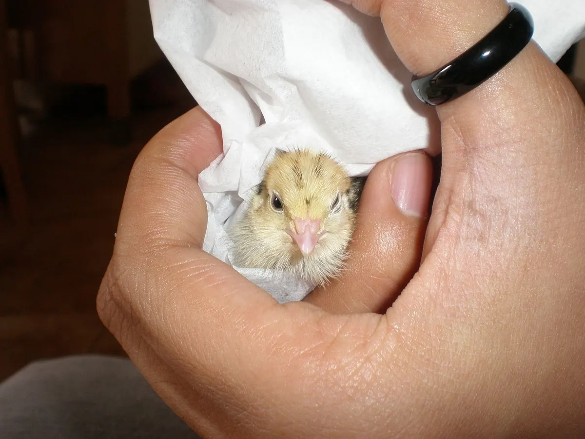 One week old Japanese quail chick standing on brooder bedding