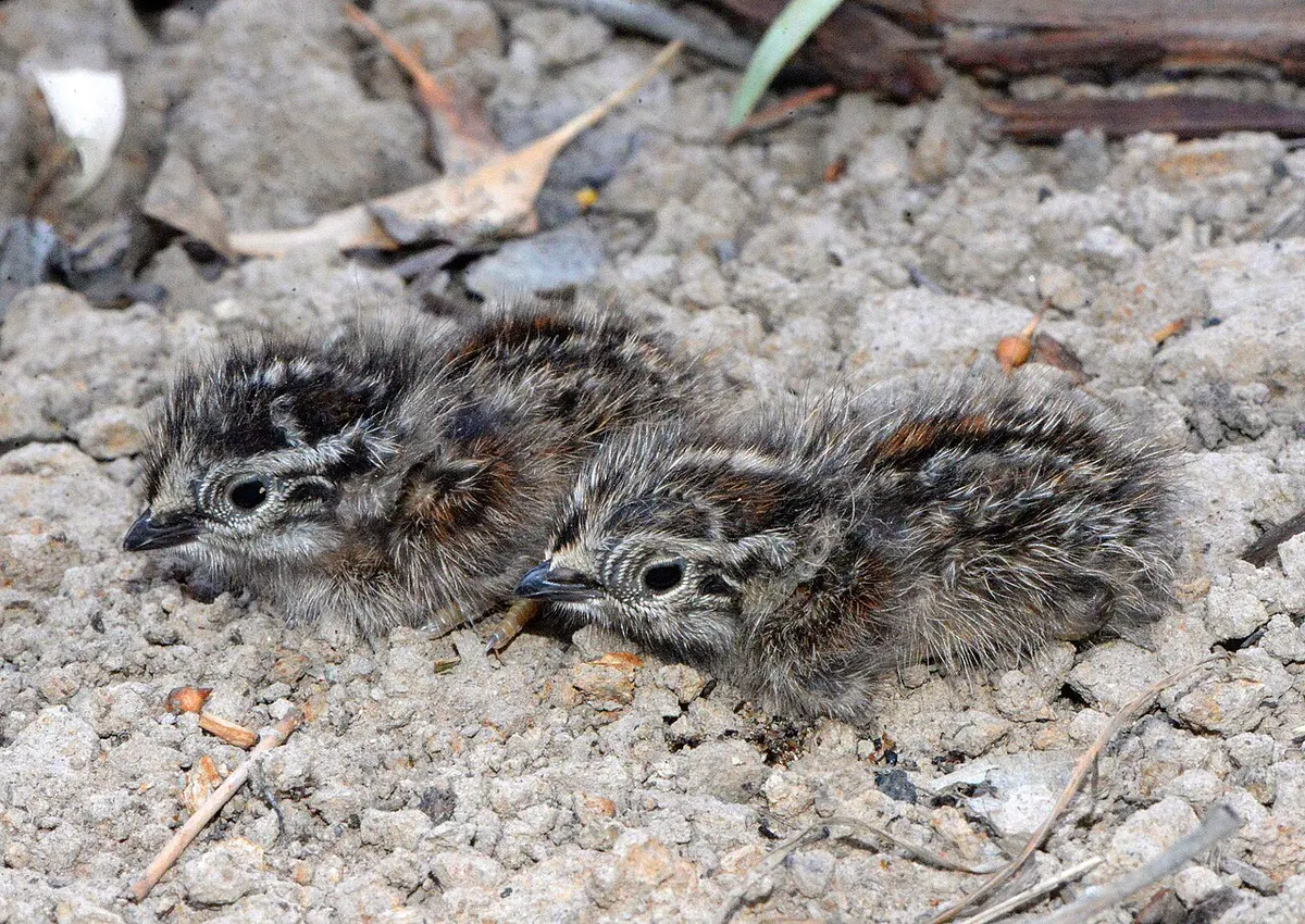 Tiny quail chicks camouflaged in grass shortly after hatching