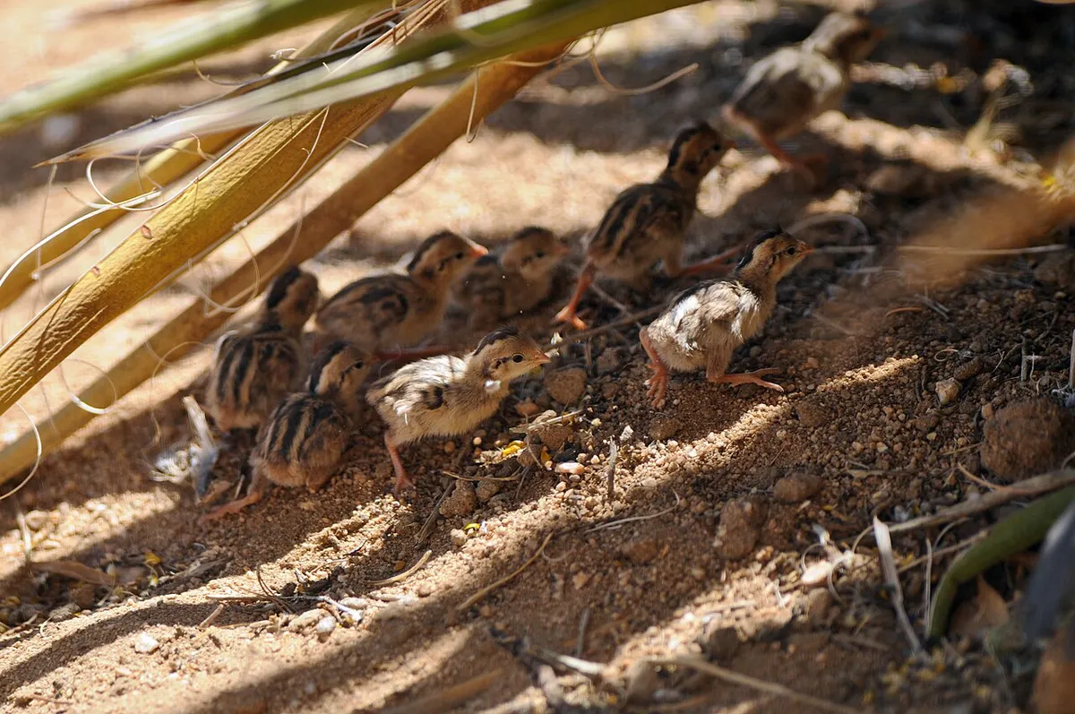 A group of young quail chicks, the stage every new keeper starts at before the surprises show up