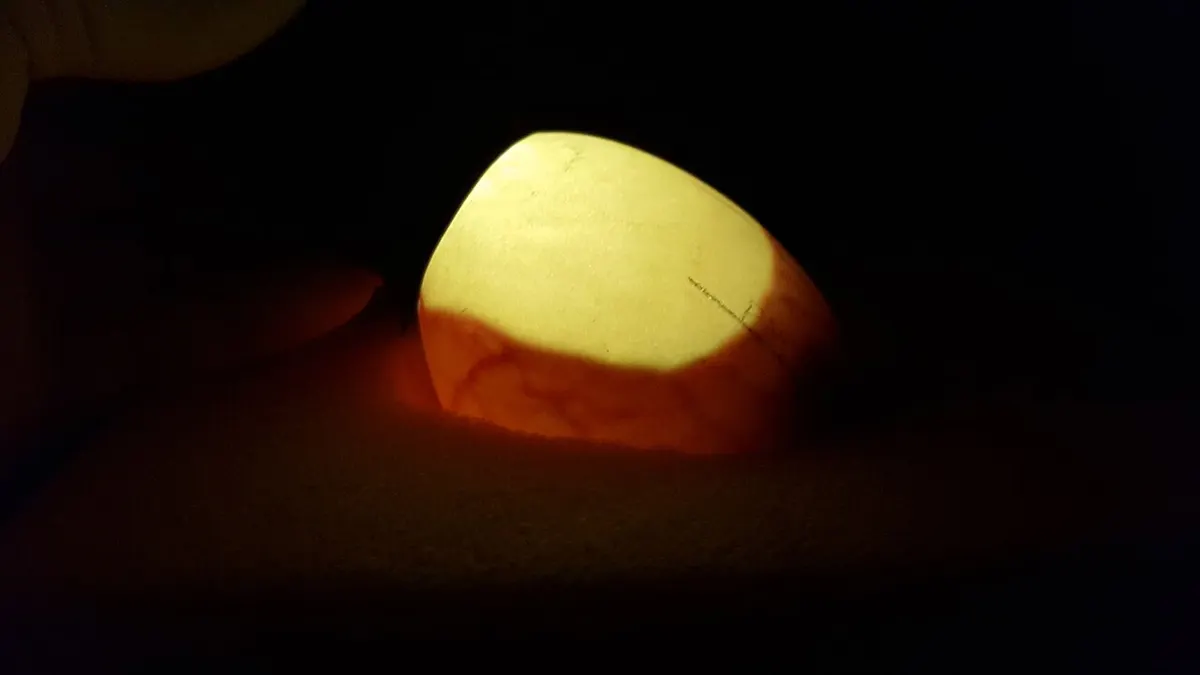 Candling an egg by holding it up to a bright light to check for embryo development