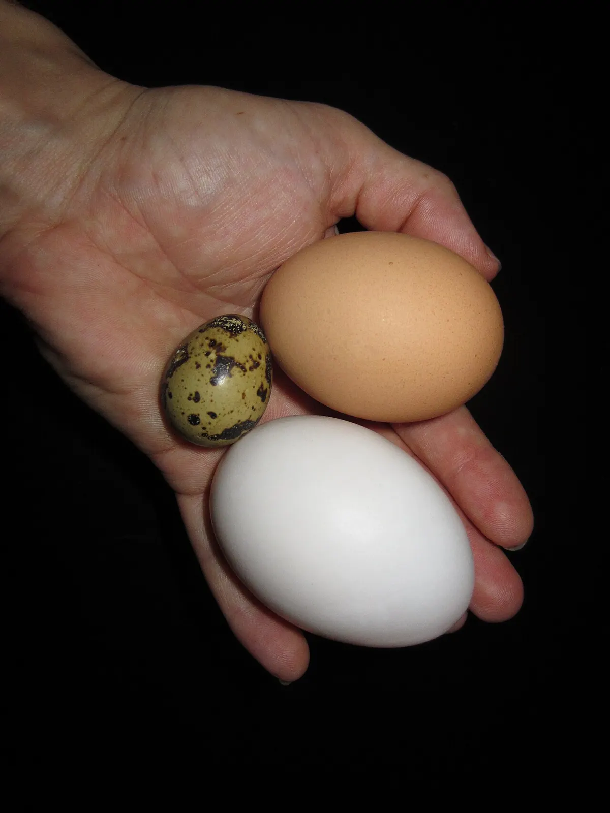 A quail egg, chicken egg, and duck egg lined up in a hand to show the size difference