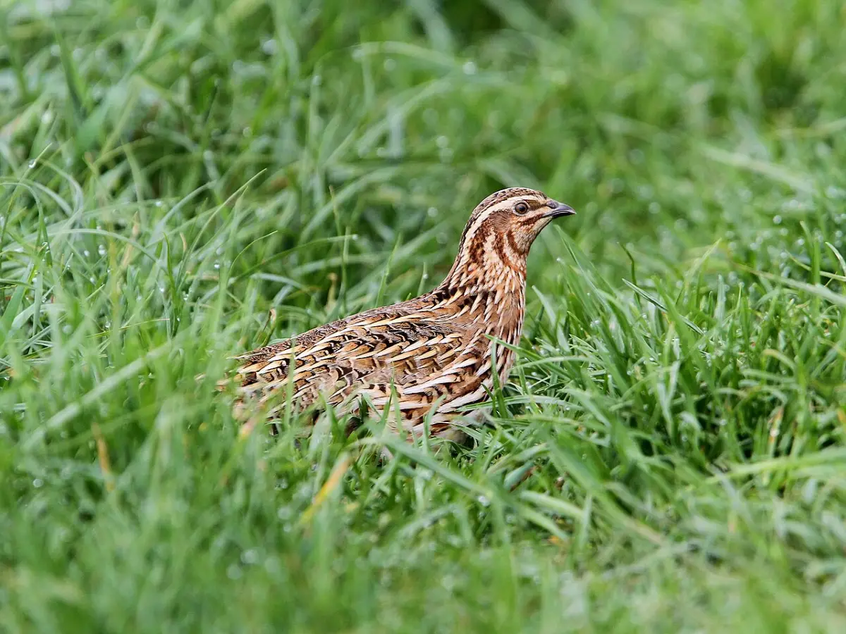 Coturnix quail standing on natural ground cover, an alternative to processed bedding in outdoor pens
