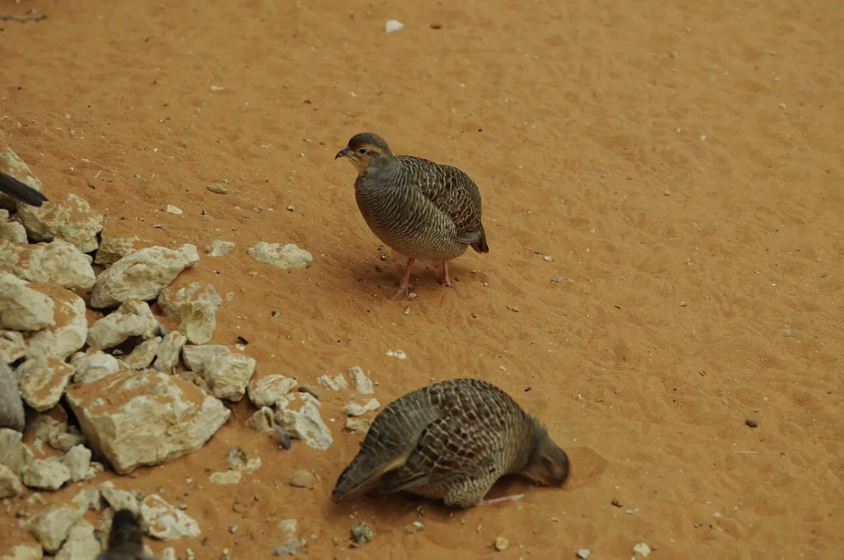 Coturnix quail foraging on the ground of an outdoor pen, the kind of space a DIY quail cage needs to protect