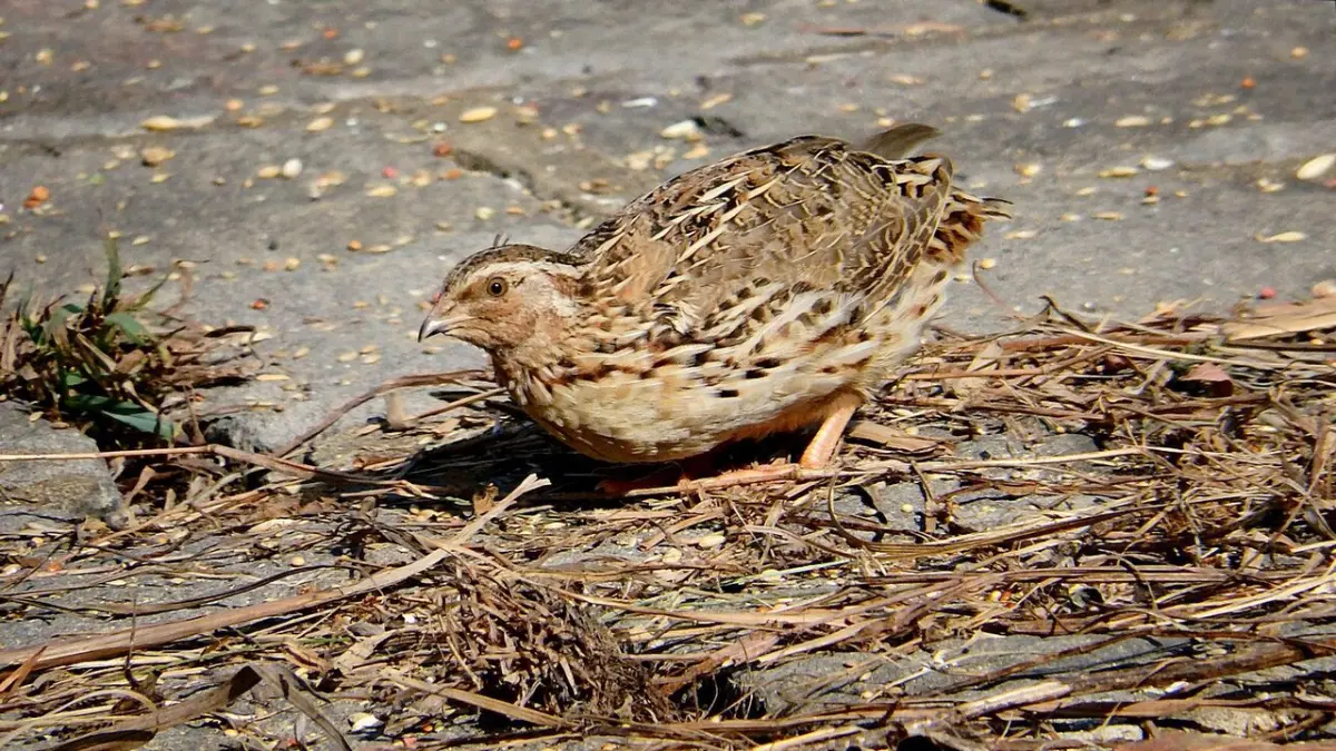 Adult coturnix quail standing on open ground